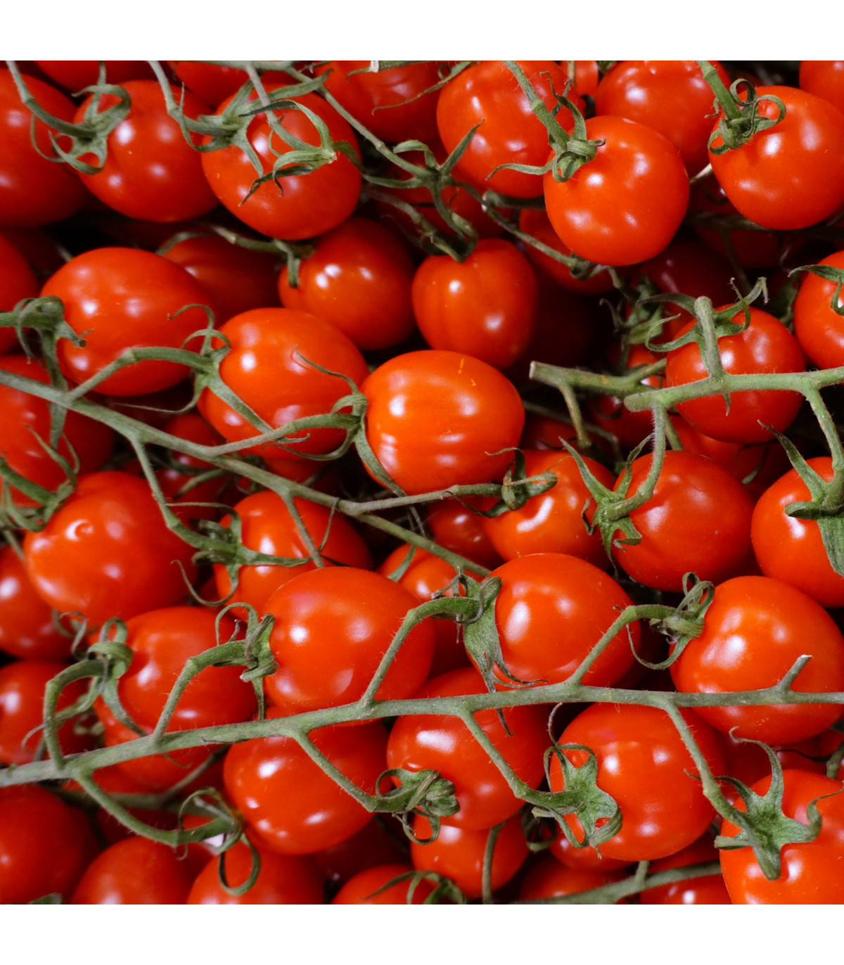 Paradajka Gardenberry 400g
