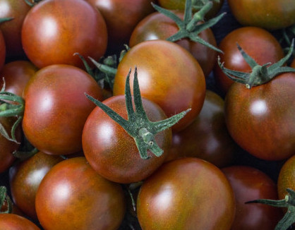 Paradajka Black Cherry 400g