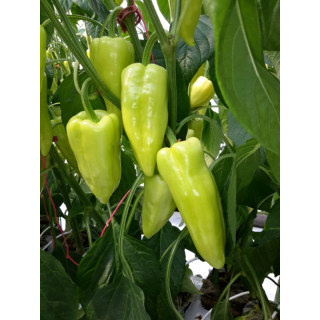 Paprika